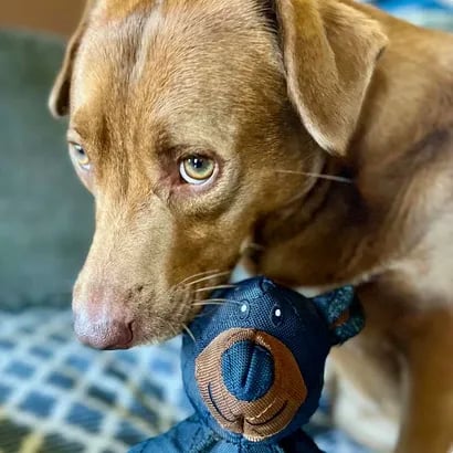 2025 Neuer Unbreaka-Bear für extreme Kauer