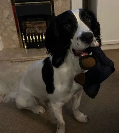 2025 Neuer Unbreaka-Bear für extreme Kauer