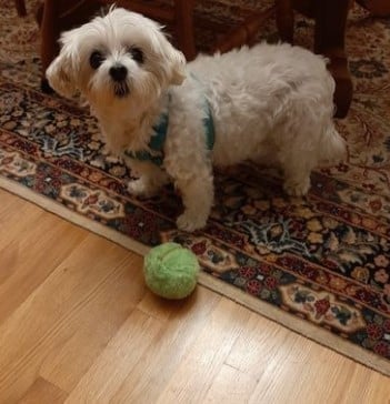 Anti-Angst-Aktivkugel mit automatischer Bewegung🔥